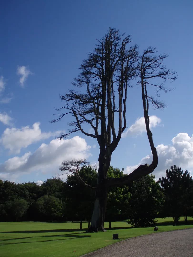 University of Limerick campus cover
